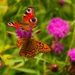 照片制作视频软件 rvd682bjli